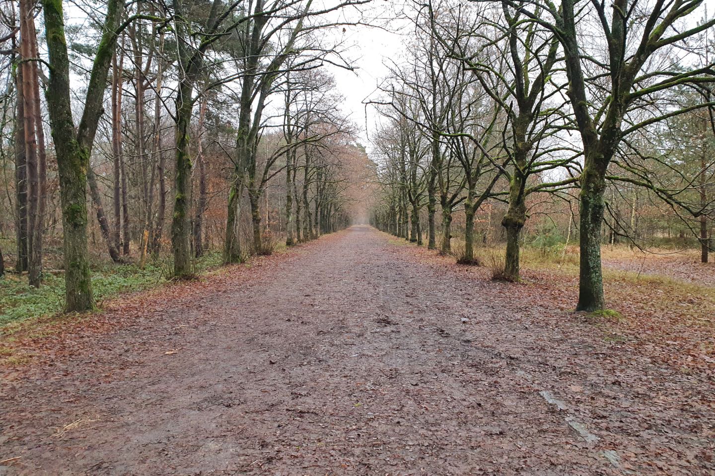 Bos van Stambruges