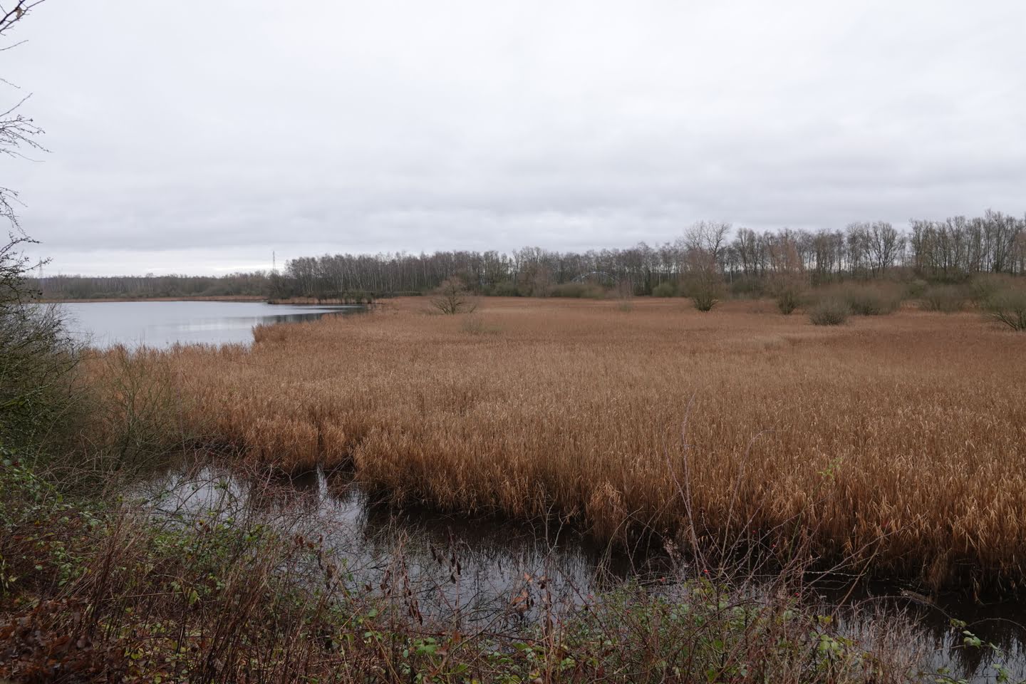 De moerassen van Harchies