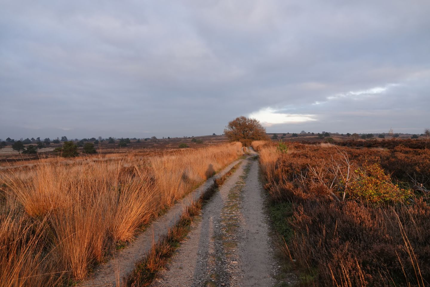 De Sallandse Heuvelrug