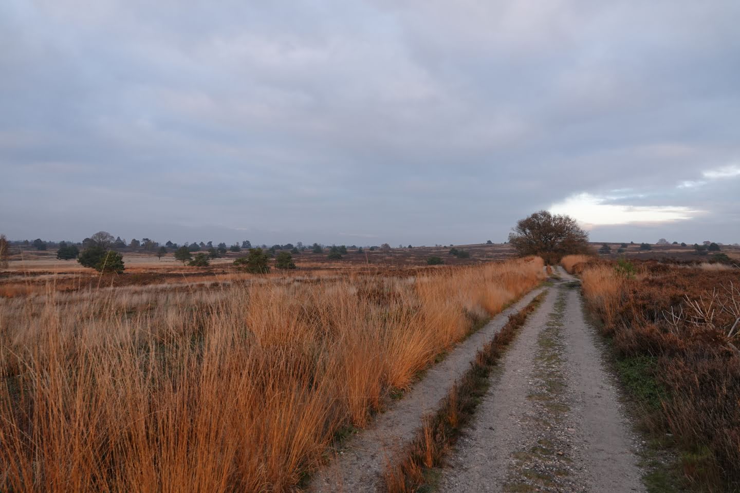 Zicht op de heide