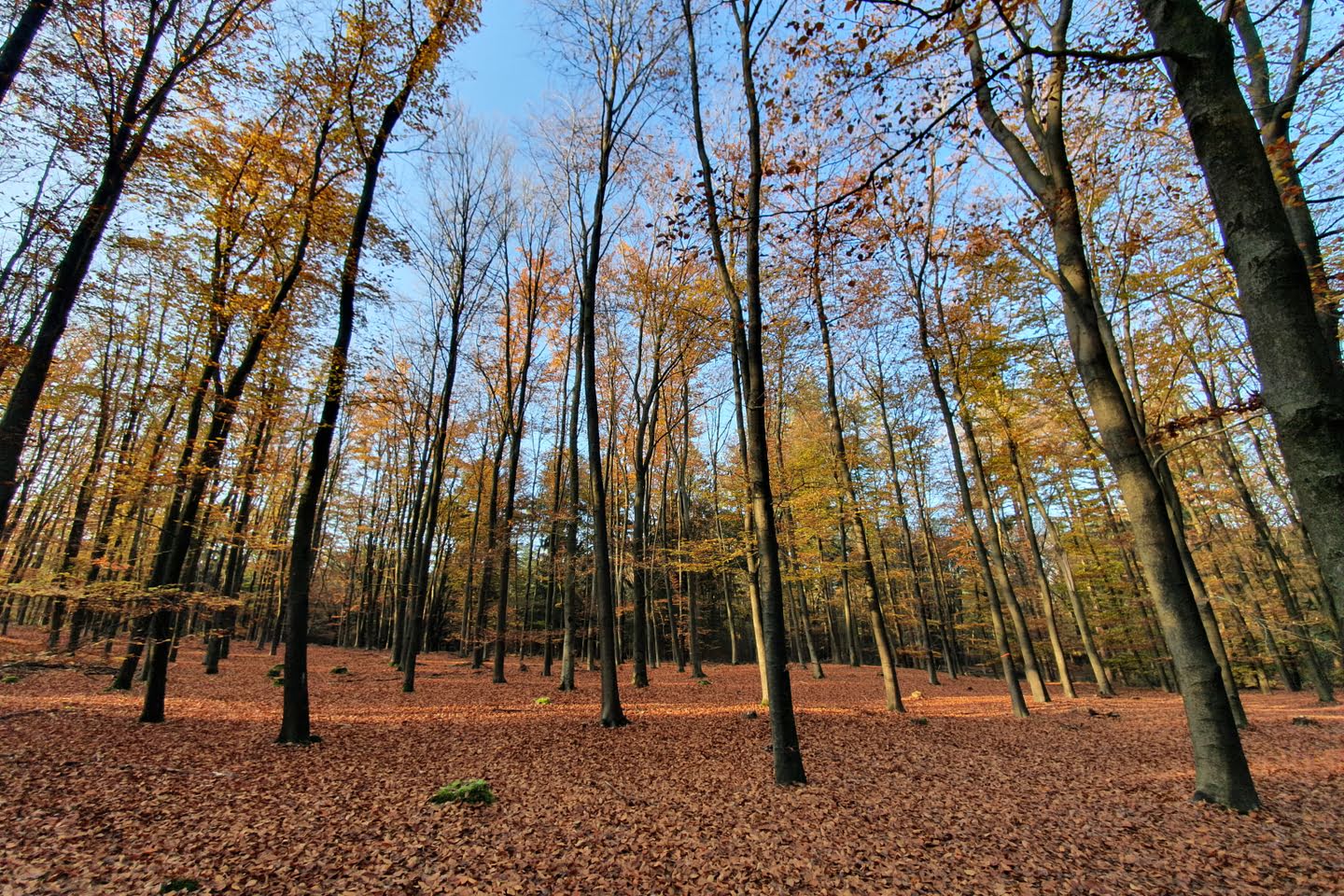 Het bos in de Sallandse Heuvelrug