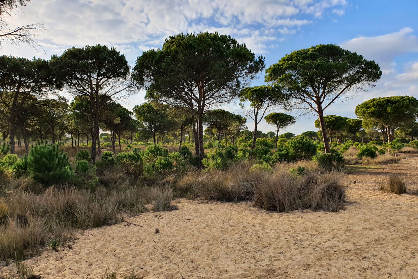 Bossen groeien in de duinen