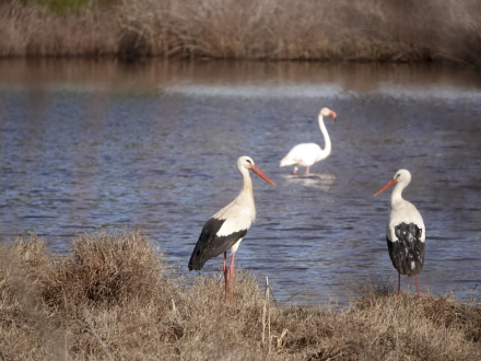 Doñana Nationaal Park