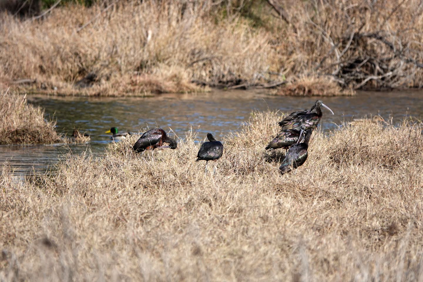 Vogels spotten langs de Charco de la Boca