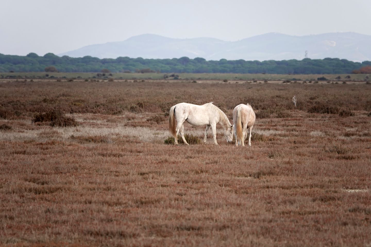 Wilde paarden op de open vlakte