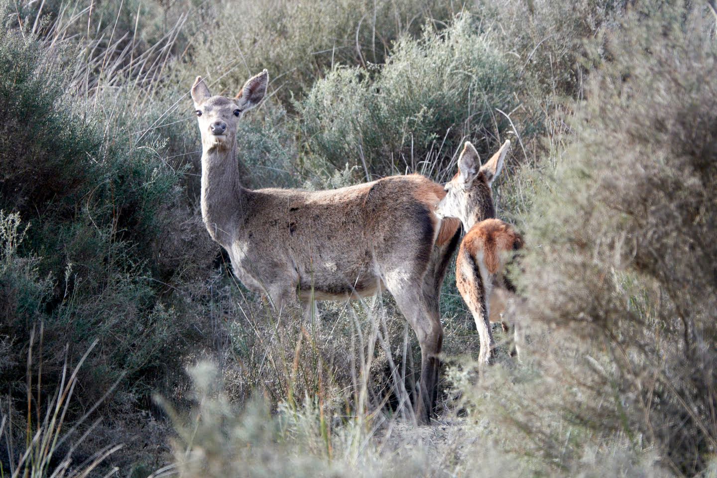 Wild spotten tijdens de Doñana tour