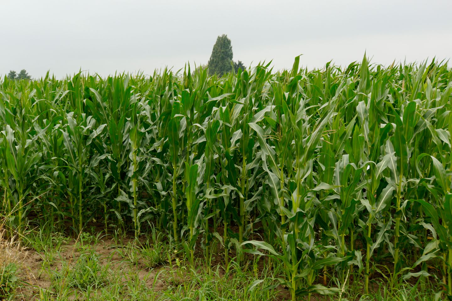 Plassen in de natuur