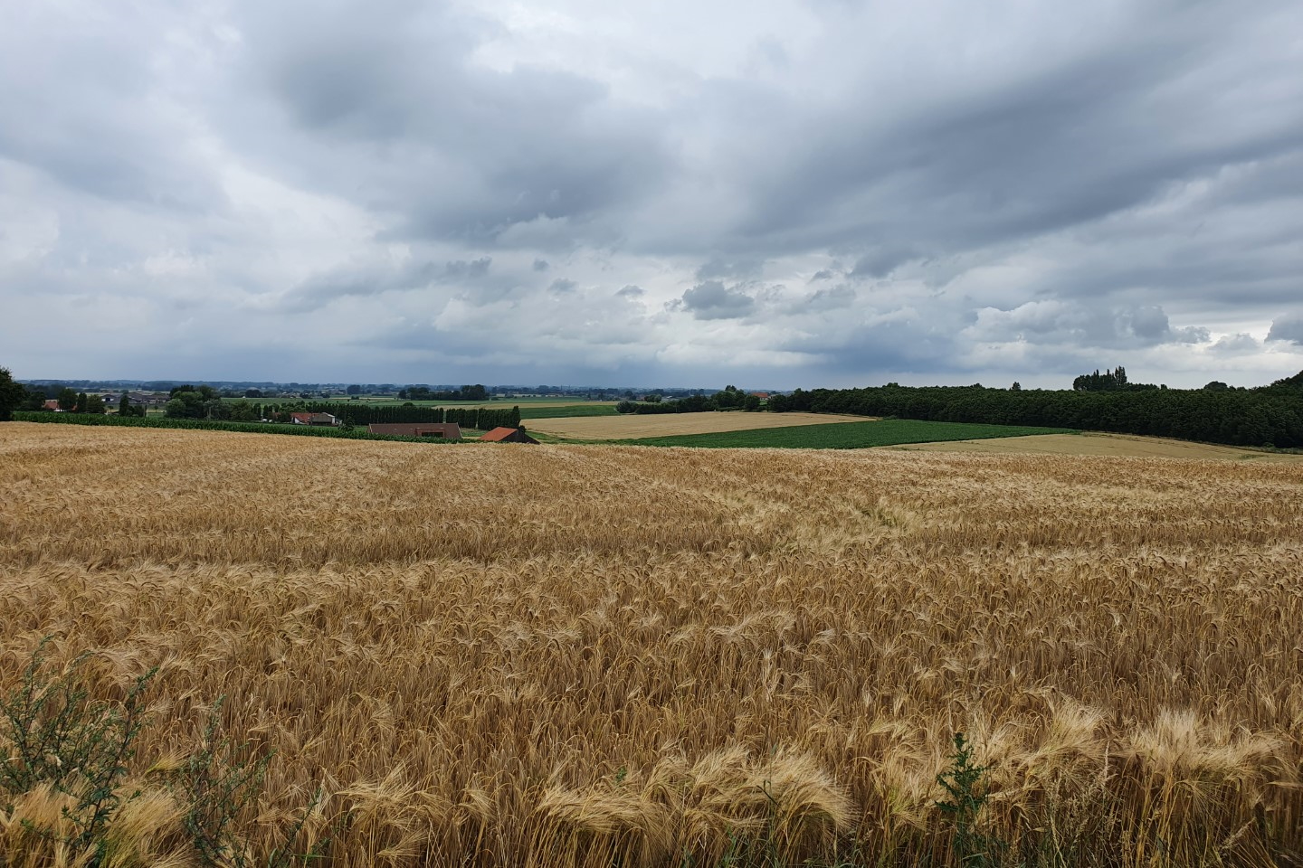 Uitzicht langs de hoppelandfietsroute